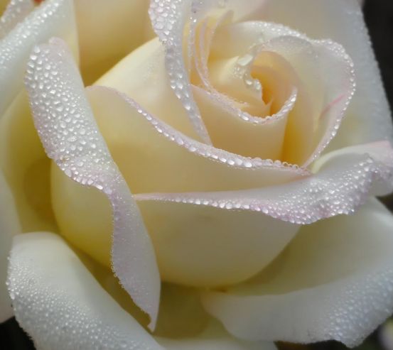 Фотошпалери біла троянда з краплями 21124