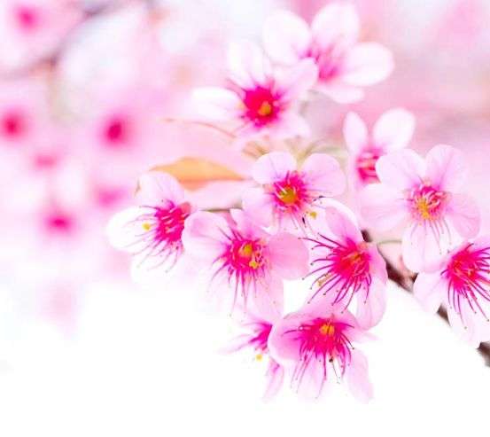 Фотообои Цветущее весной дерево Фотообои Цветущее весной дерево 1683