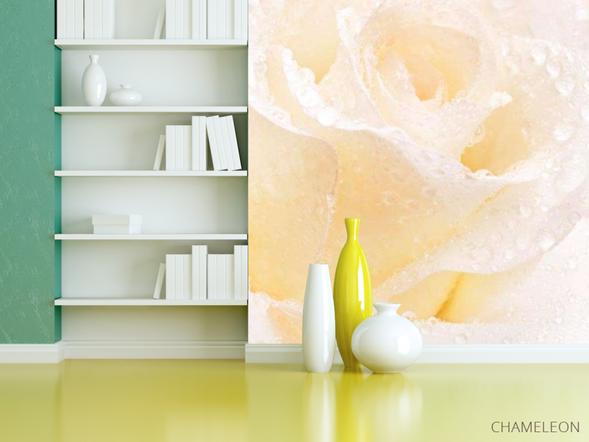 Фотошпалери Распустившаяся троянда білосніжна - 3