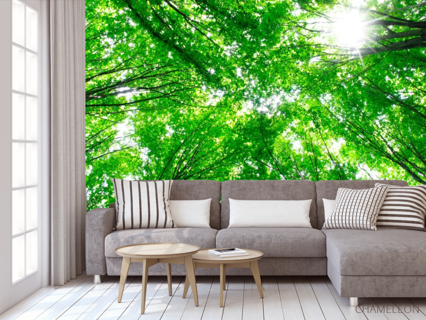 Фотообои Деревья, свет - 3