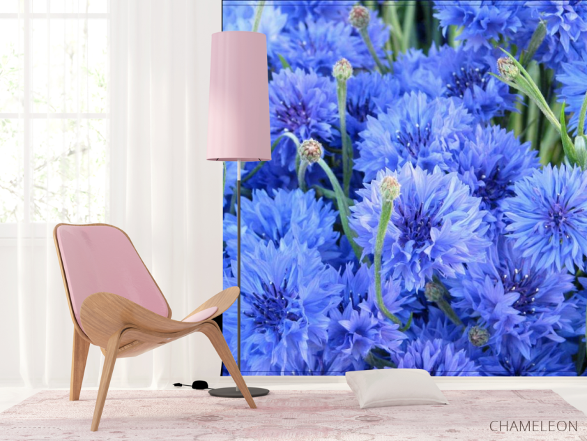 Фотошпалери Блакитні волошки - 4