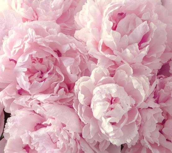 Фотообои пушистые розовые пионы 21388