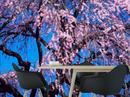 Фотошпалери Квітуча сакура - 1