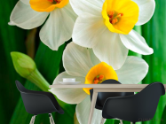 Фотошпалери Нарциси обынковенные - 1