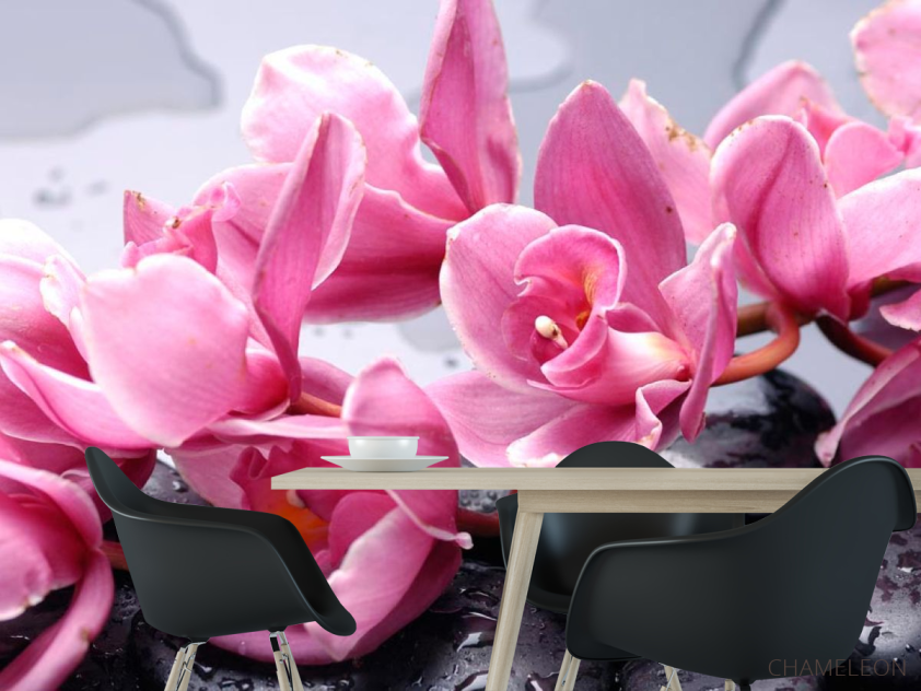 Фотошпалери Орхідеї блідо-рожеві - 1