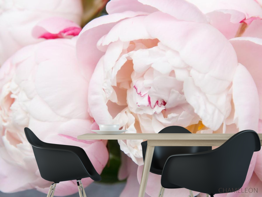 Фотошпалери ніжні біло-рожеві півонії - 1