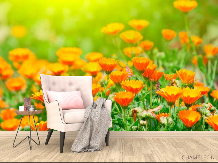 Фотообои Оранжевые чернобривцы - 4