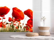 Фотошпалери Маків червоних полі - 2