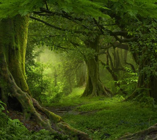 Фотообои зеленый лес 21078