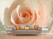 Фотообои Кремовая роза и роса - 1