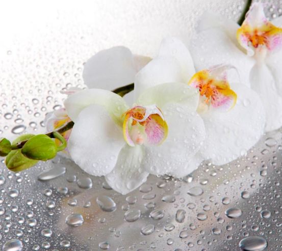 Фотообои Три белые орхидеи 9457