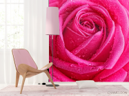 Фотообои Роса на бледной розе - 4