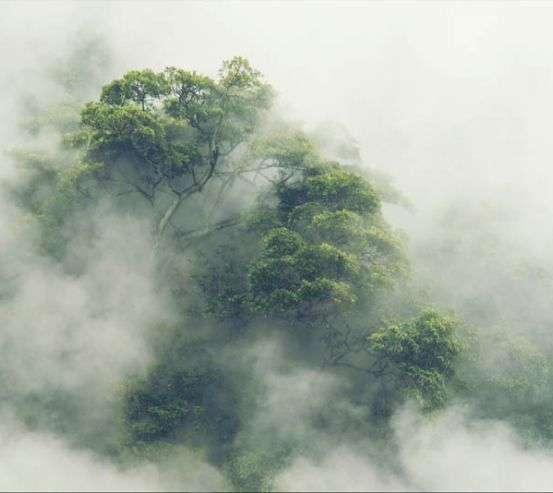 Фотошпалери тропіки в тумані Фотошпалери тропіки в тумані 33130