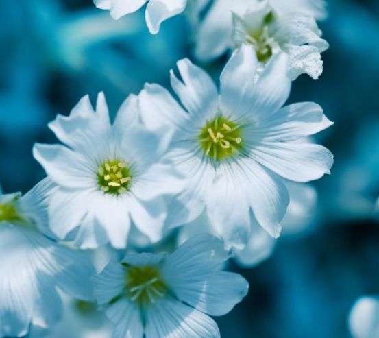 Фотообои Звездчатка 21304