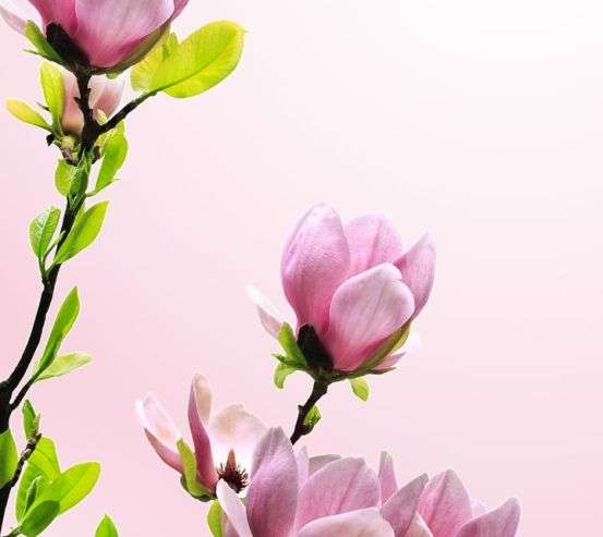 Фотообои ветка с розовыми цветочками Фотообои ветка с розовыми цветочками 20382