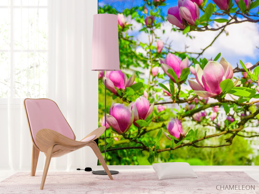Фотошпалери магнолії рожеві на деревах - 4
