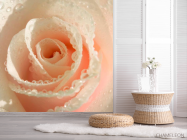 Фотошпалери Кремова троянда і роса - 2