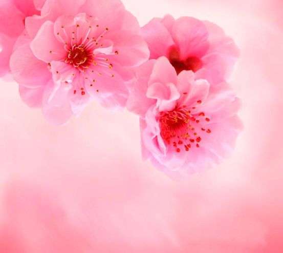 Фотообои Нежно-розовые цветы Фотообои Нежно-розовые цветы 3068