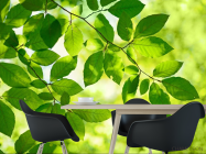 Фотошпалери зелене листя на дереві - 1