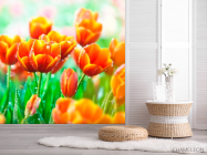 Фотообои Красно-желтые тюльпаны - 2
