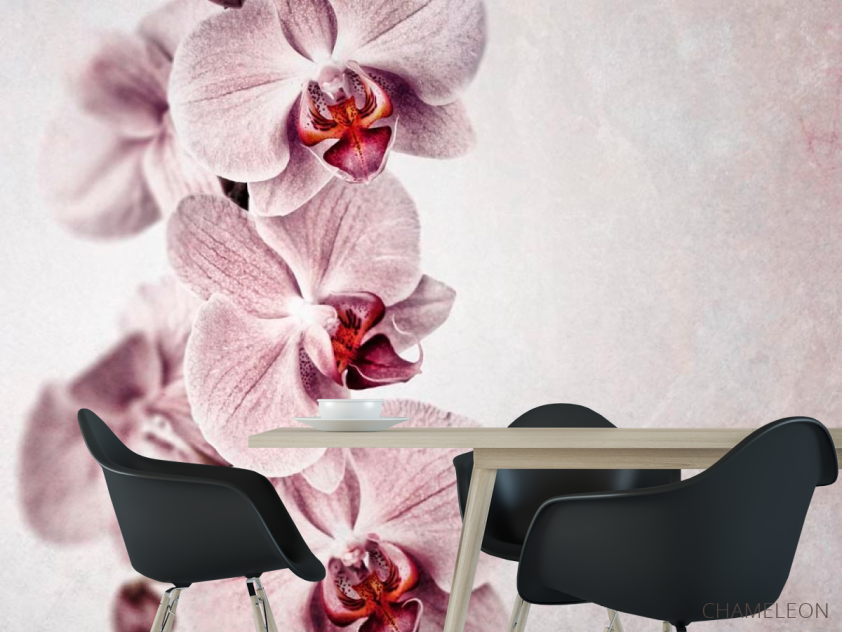 Фотошпалери Сіренькі орхідеї - 1