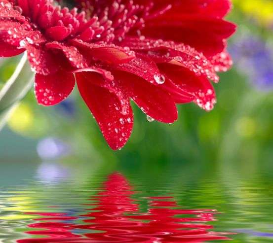 Фотообои красный цветок над водой Фотообои красный цветок над водой 20470