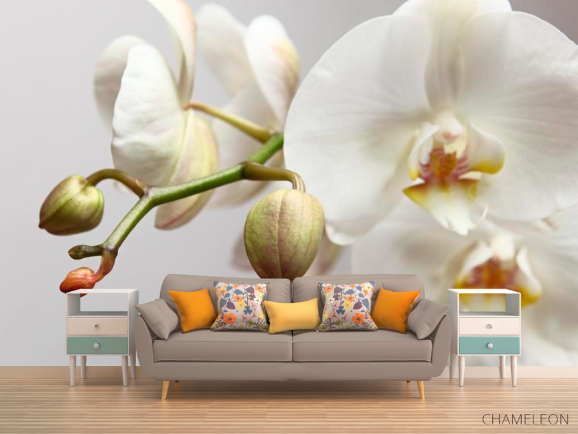 Фотообои Орхидея белоснежная - 1