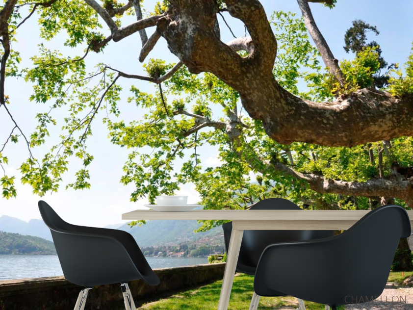 Фотошпалери Набережна, дерева - 1