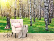 Фотообои Лес, березы, солнце - 4