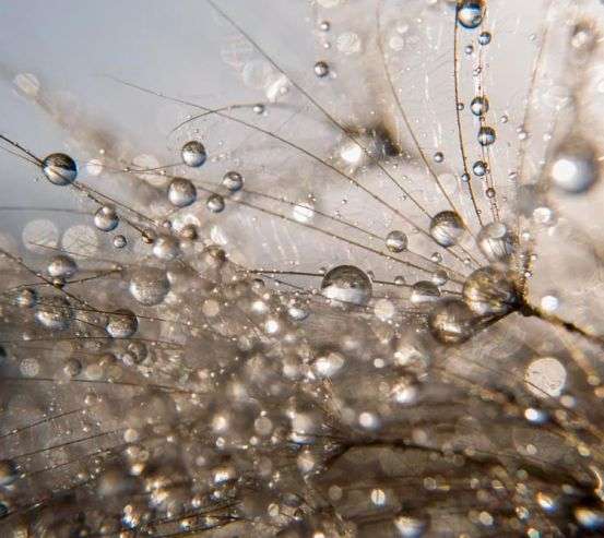 Фотообои Роса 18674