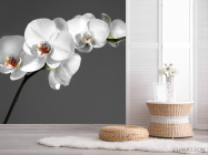 Фотошпалери біла орхідея на сірому тлі - 2