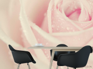 Фотошпалери Краплі роси на троянді - 1