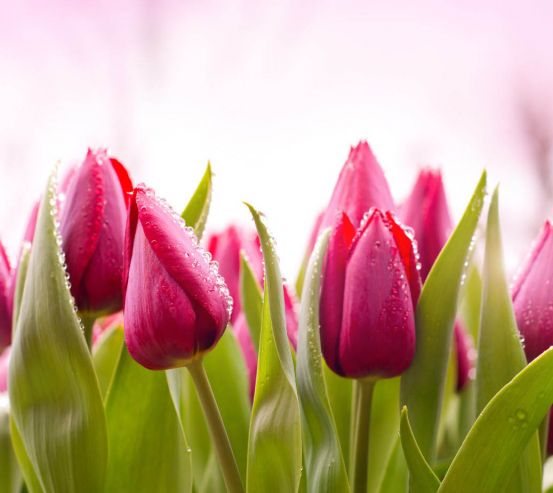 Фотообои Розовые тюльпаны 25296