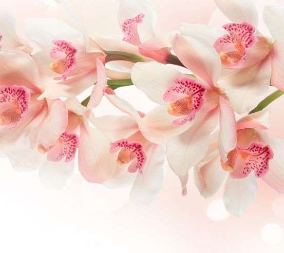 Фотообои Цветы Фотообои Цветы 20130