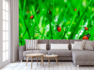 Фотообои Трава,божья коровка - 3