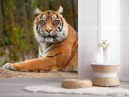Фотообои Настороженный тигр - 2