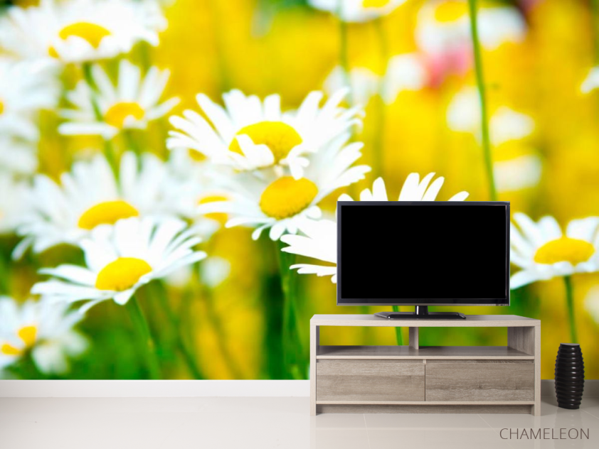 Фотообои Полевые белоснежные ромашки - 2