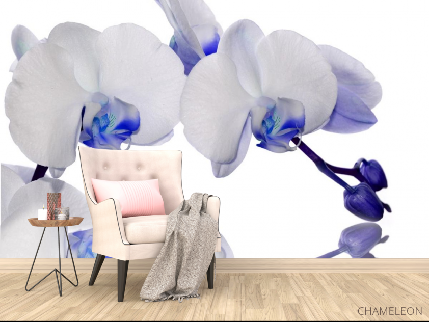 Фотообои орхидеи белые с синим - 4