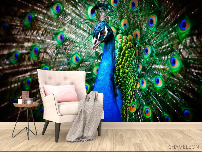 Фотообои Красавец павлин - 4