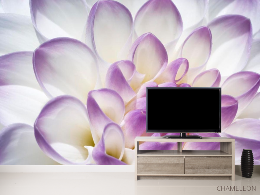 Фотообои Лепестки пиона бело-фиолетовые - 2