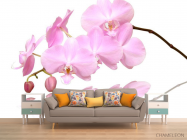 Фотообои Розово-белые орхидеи - 1
