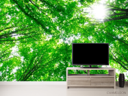 Фотообои Деревья, свет - 2