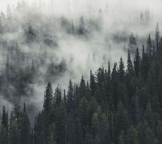 Фотошпалери Туманний ліс Фотошпалери Туманний ліс 33105