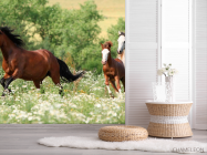 Фотошпалери Коні на лузі - 2
