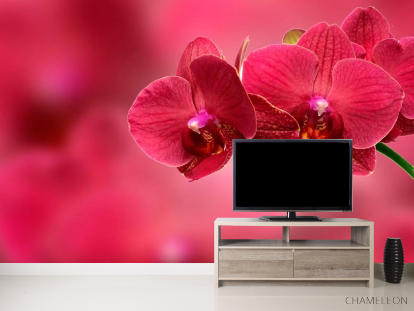 Фотообои Красные орхидеи - 2