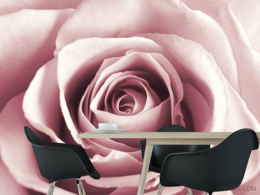 Фотошпалери бутон рожевої троянди - 1