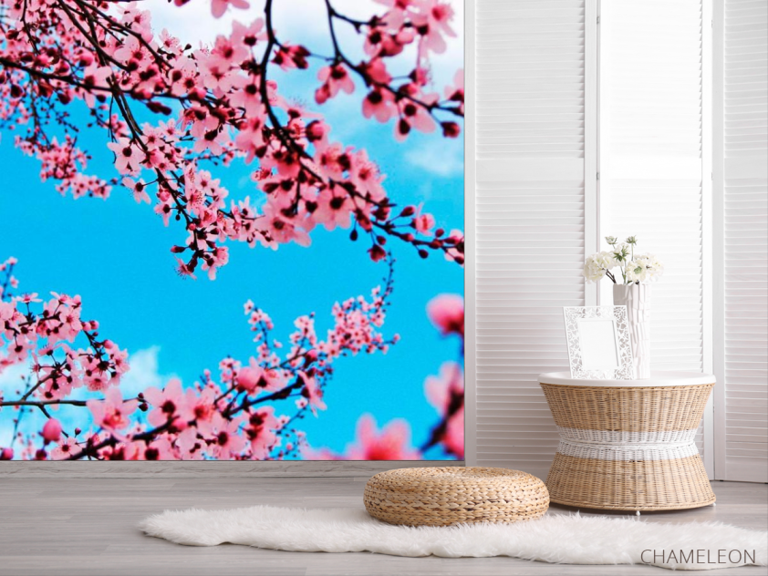 Фотошпалери Квітуча навесні вишня - 2