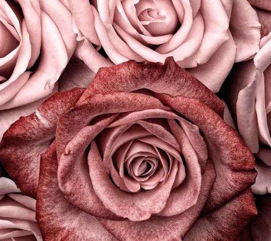 Фотообои Розы винного цвета 32428