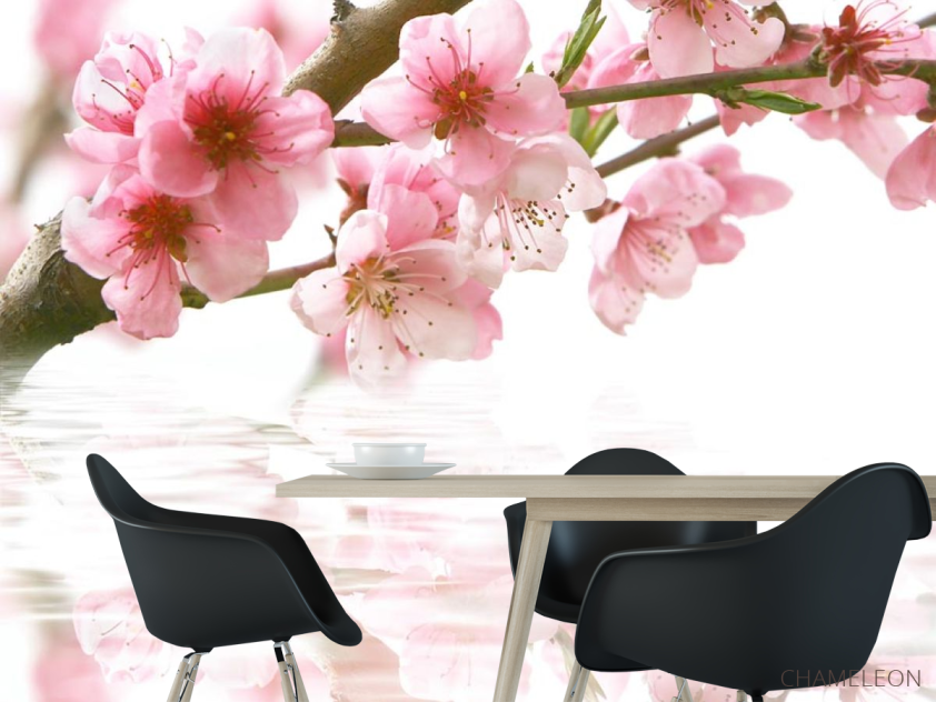 Фотошпалери цвіт вишні над водою - 1