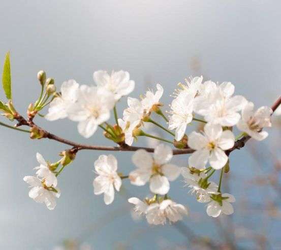 Фотообои Мелкие белые цветочки Фотообои Мелкие белые цветочки 4158